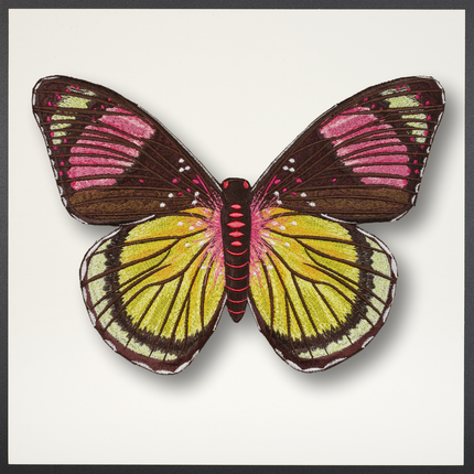 Painted Beauty Butterfly Framed