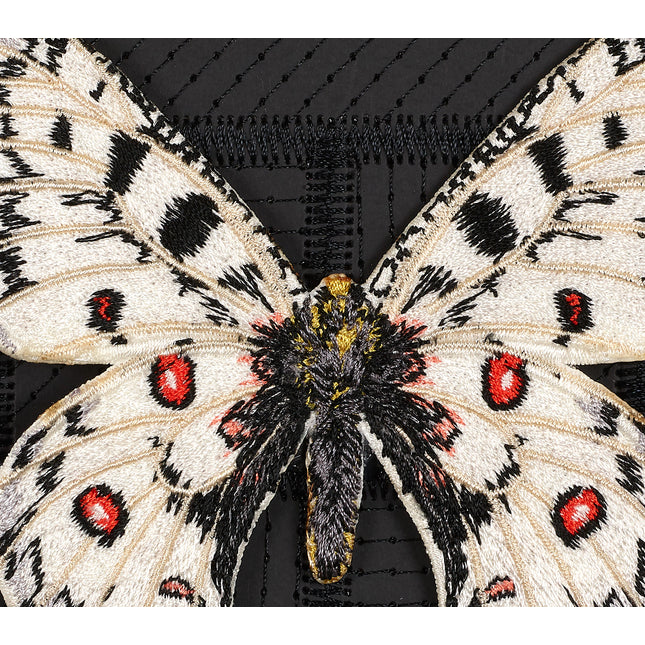 Petite Apollo Butterfly 5"x5"