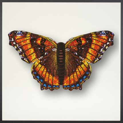Milbert’s Tortoiseshell  Butterfly Framed