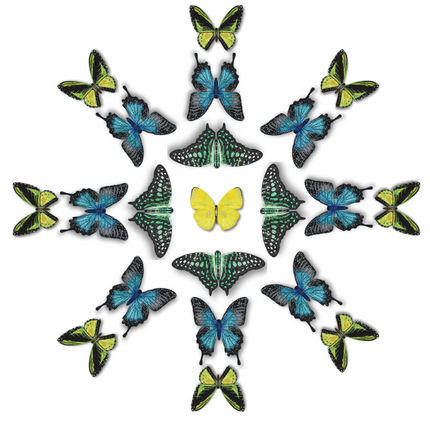 Butterfly Mandala 4