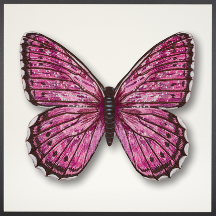 Violet Tip Brushveld ButterflyFramed