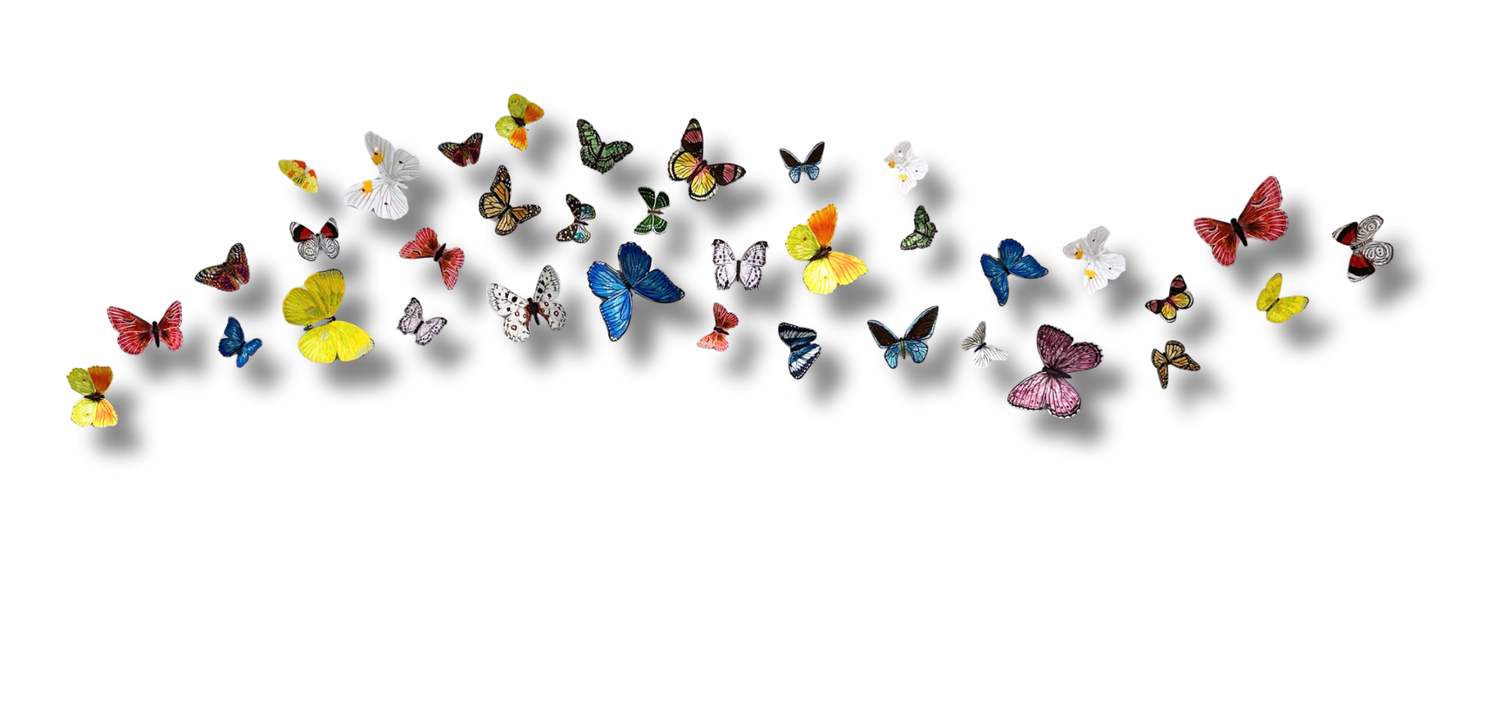 Stephen Wilson Studio