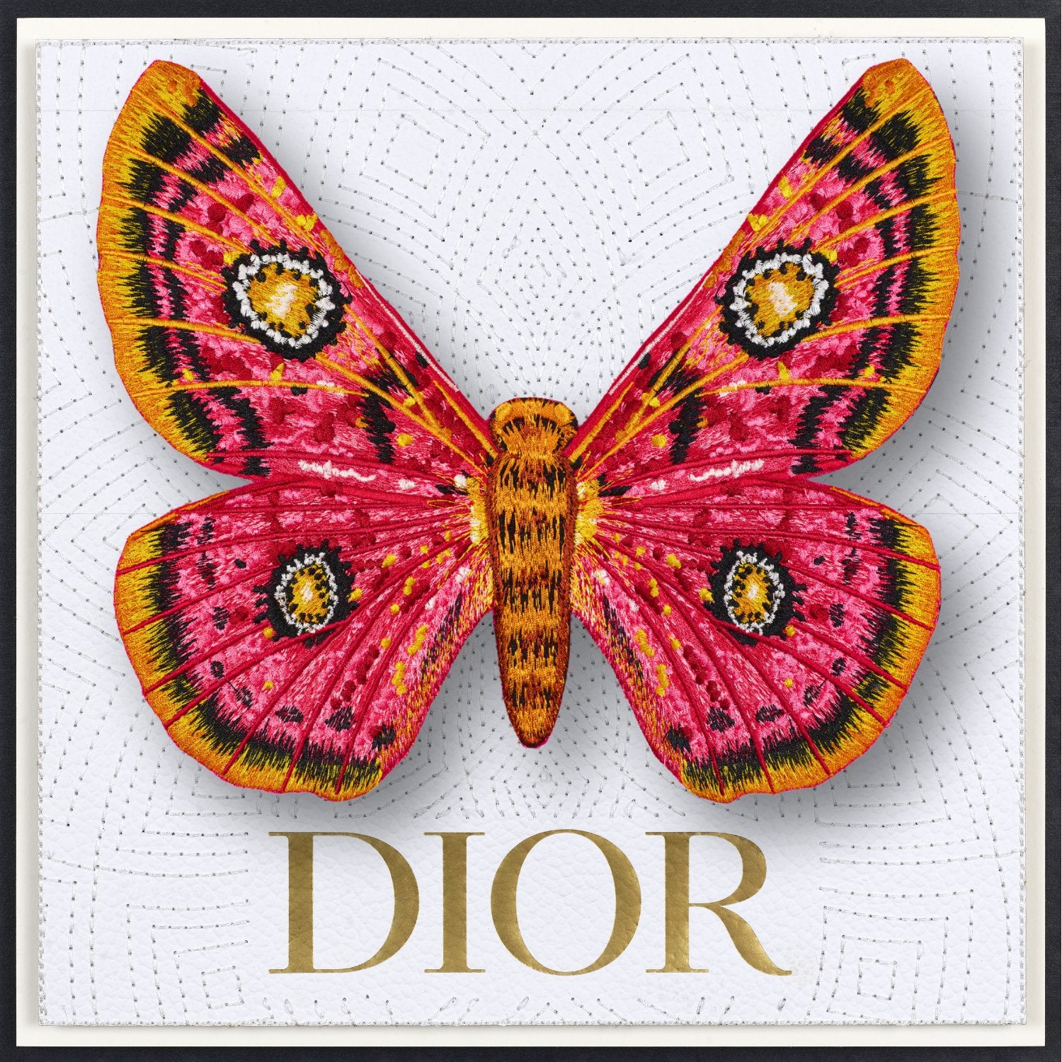 African Moth Framed - Stephen Wilson Studio