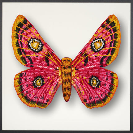 African Moth Framed - Stephen Wilson Studio