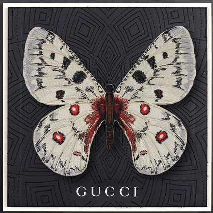 Apollo Butterfly Framed - Stephen Wilson Studio