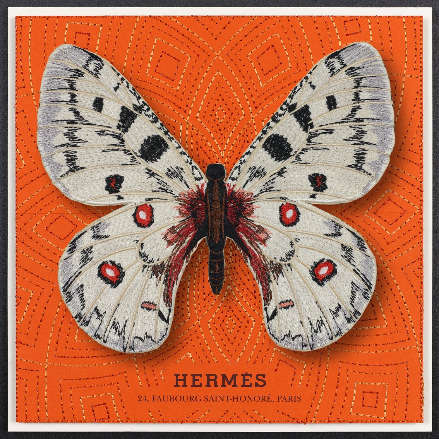 Apollo Butterfly Framed - Stephen Wilson Studio