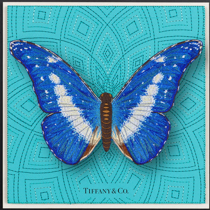 Blue Morpho Helena Butterfly Framed - Stephen Wilson Studio