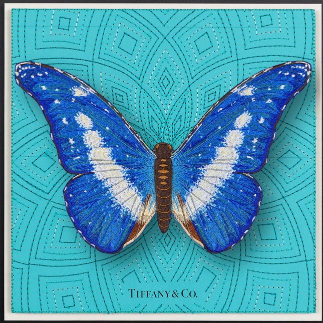 Blue Morpho Helena Butterfly Framed - Stephen Wilson Studio