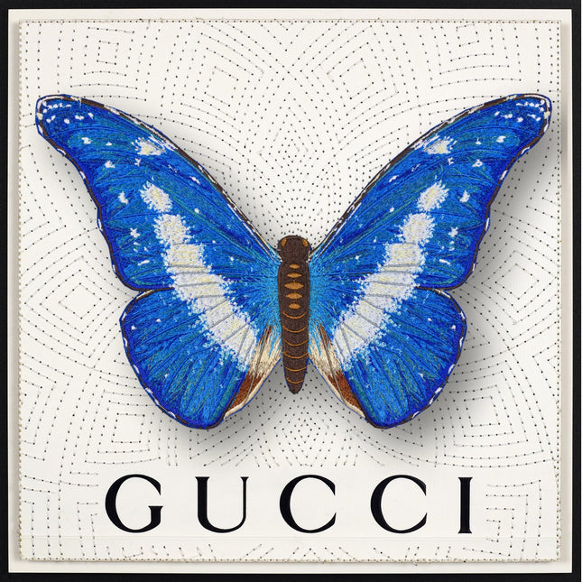 Blue Morpho Helena Butterfly Framed - Stephen Wilson Studio