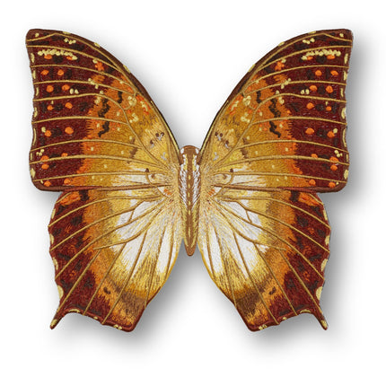 Charaxas Butterfly 6" through 12" - Stephen Wilson Studio
