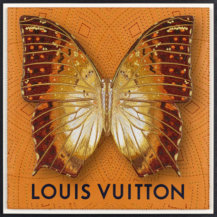 Charaxis Butterfly Framed - Stephen Wilson Studio
