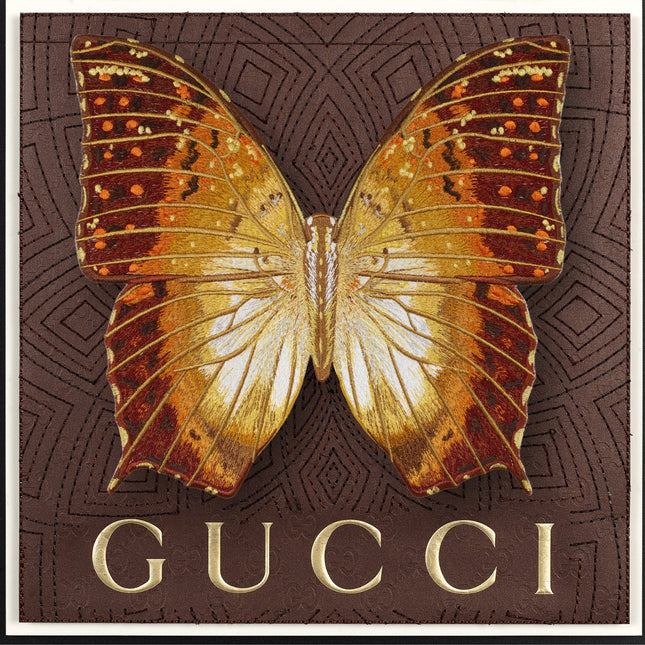 Charaxis Butterfly Framed - Stephen Wilson Studio