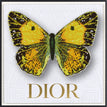Dior White