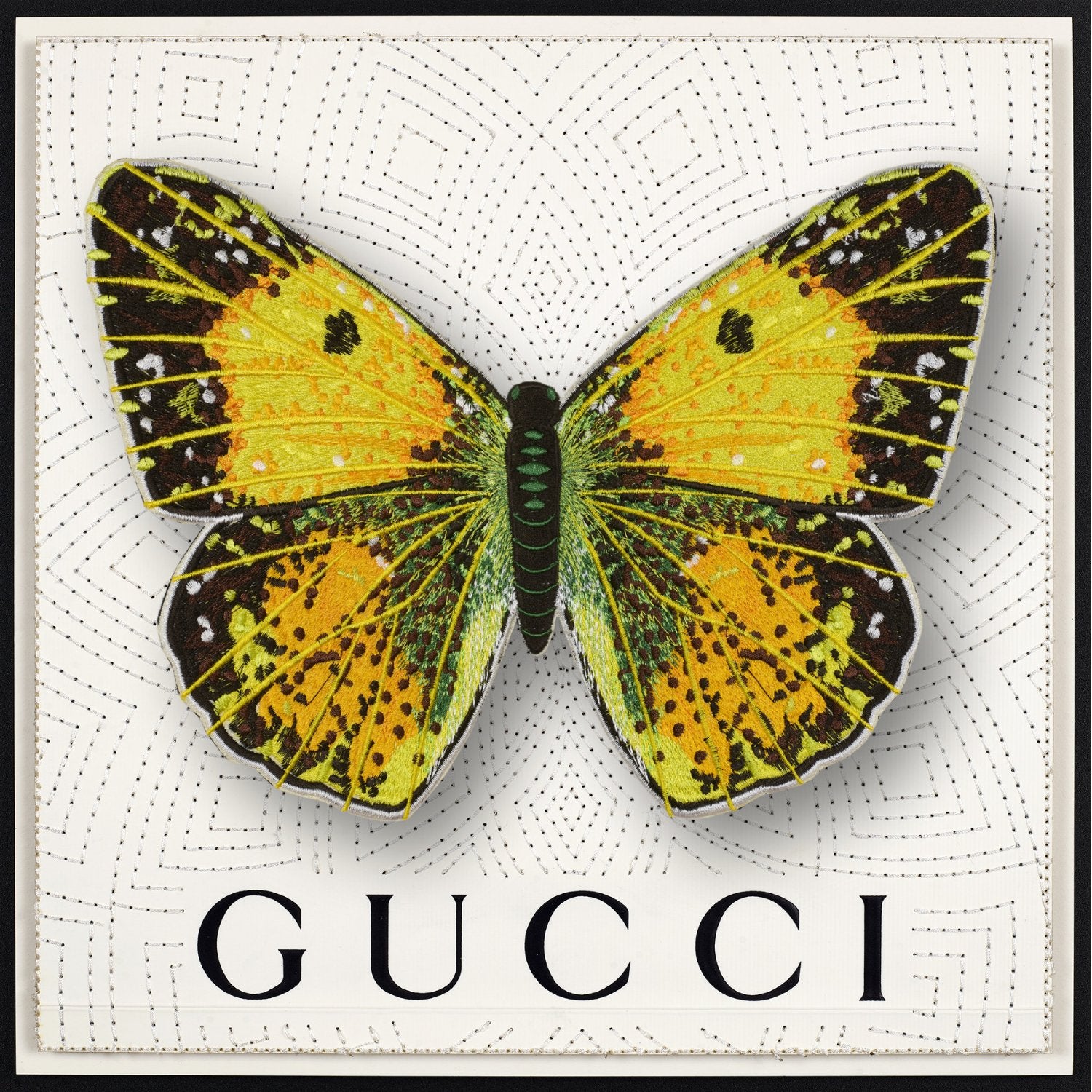 Clouded Sulfur Butterfly Framed - Stephen Wilson Studio