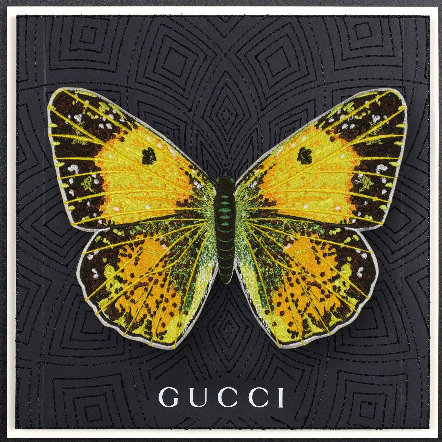 Clouded Sulfur Butterfly Framed - Stephen Wilson Studio
