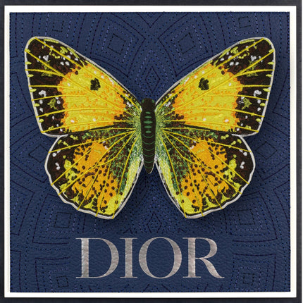 Clouded Sulfur Butterfly Framed - Stephen Wilson Studio