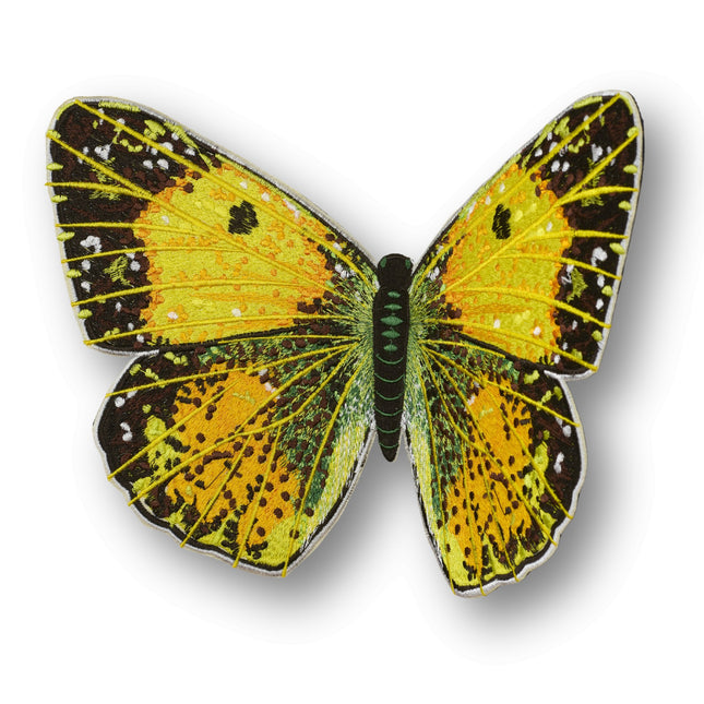 Clouded Sulphur Butterfly 6" through 12" - Stephen Wilson Studio