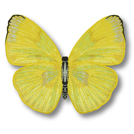 Cloudless Sulphur Butterfly 6" through 12" - Stephen Wilson Studio