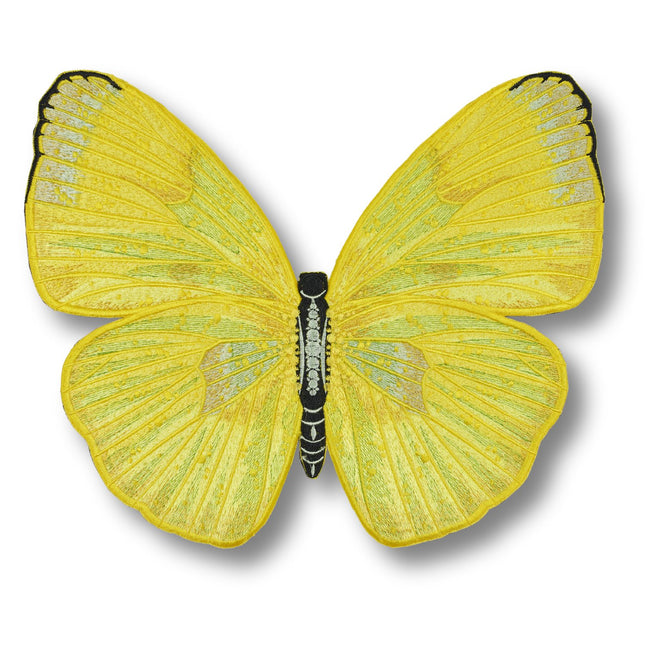 Cloudless Sulphur Butterfly 6" through 12" - Stephen Wilson Studio