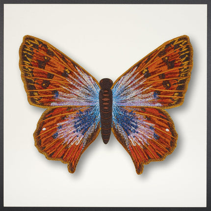 Common Opal Butterfly Framed - Stephen Wilson Studio