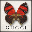 Gucci White