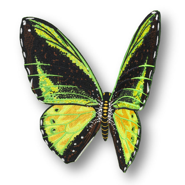 Green Birdwing Butterfly 6" through 12" - Stephen Wilson Studio