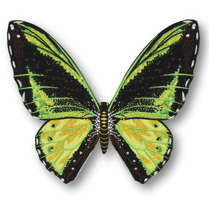 Green Birdwing Butterfly 6" through 12" - Stephen Wilson Studio