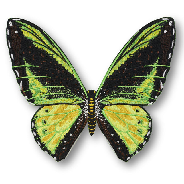 Green Birdwing Butterfly 6" through 12" - Stephen Wilson Studio