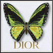 Dior White