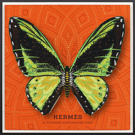 Green Birdwing Butterfly Framed - Stephen Wilson Studio
