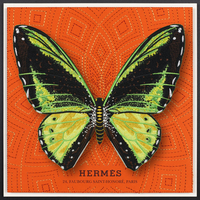 Green Birdwing Butterfly Framed - Stephen Wilson Studio