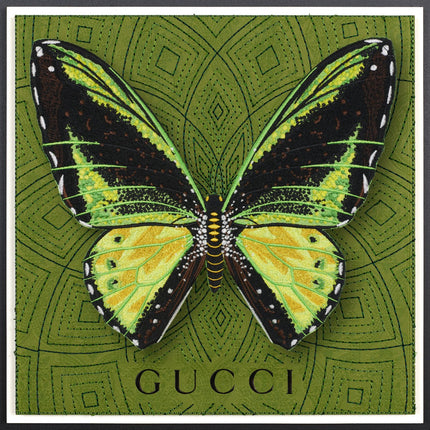 Green Birdwing Butterfly Framed - Stephen Wilson Studio