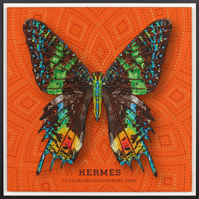 Madagascar Moth Framed - Stephen Wilson Studio