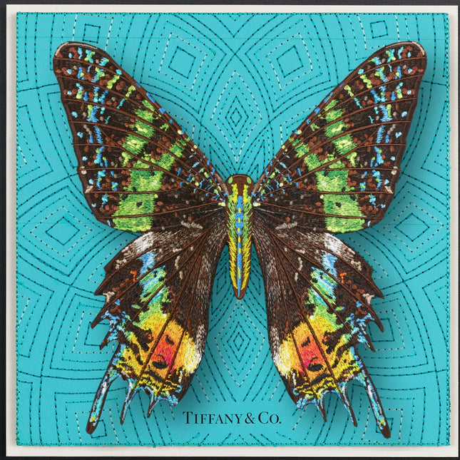 Madagascar Moth Framed - Stephen Wilson Studio