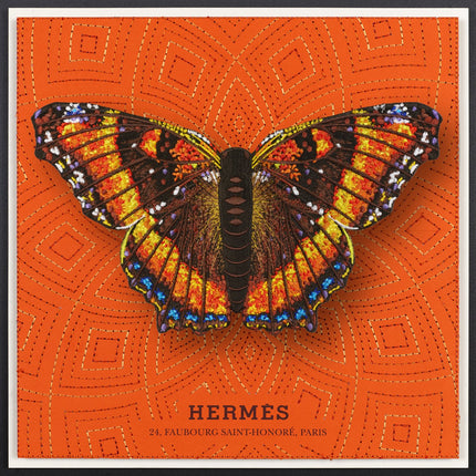 Milbert’s Tortoiseshell Butterfly Framed - Stephen Wilson Studio