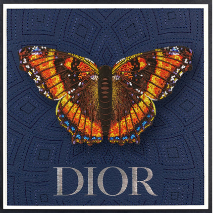 Milbert’s Tortoiseshell Butterfly Framed - Stephen Wilson Studio