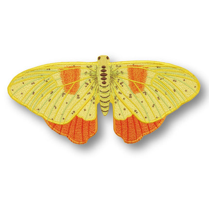 Orange Barred Sulpher Butterfly 6" through 12" - Stephen Wilson Studio
