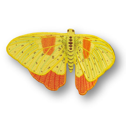 Orange Barred Sulpher Butterfly 6" through 12" - Stephen Wilson Studio