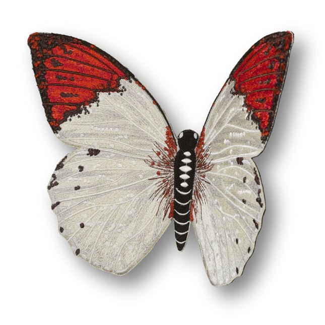 Pieridae Butterfly 6" through 12" - Stephen Wilson Studio