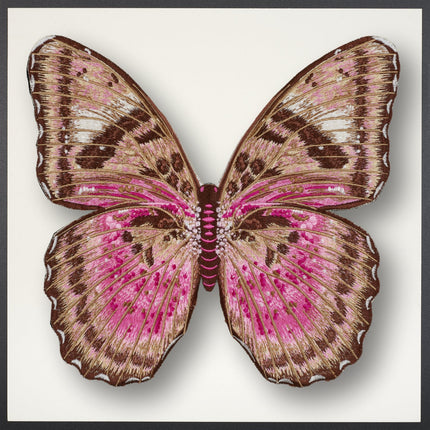 Pink Forrester Butterfly Framed - Stephen Wilson Studio