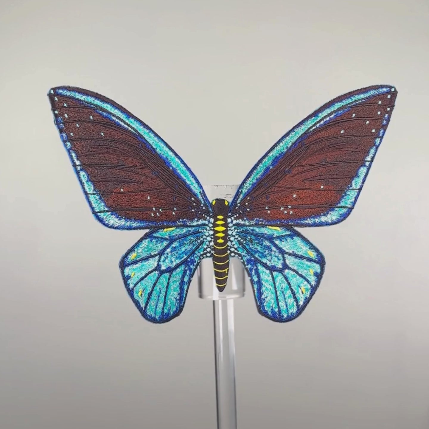 Load video: Cairns Birdwing Butterfly 6" through 12"