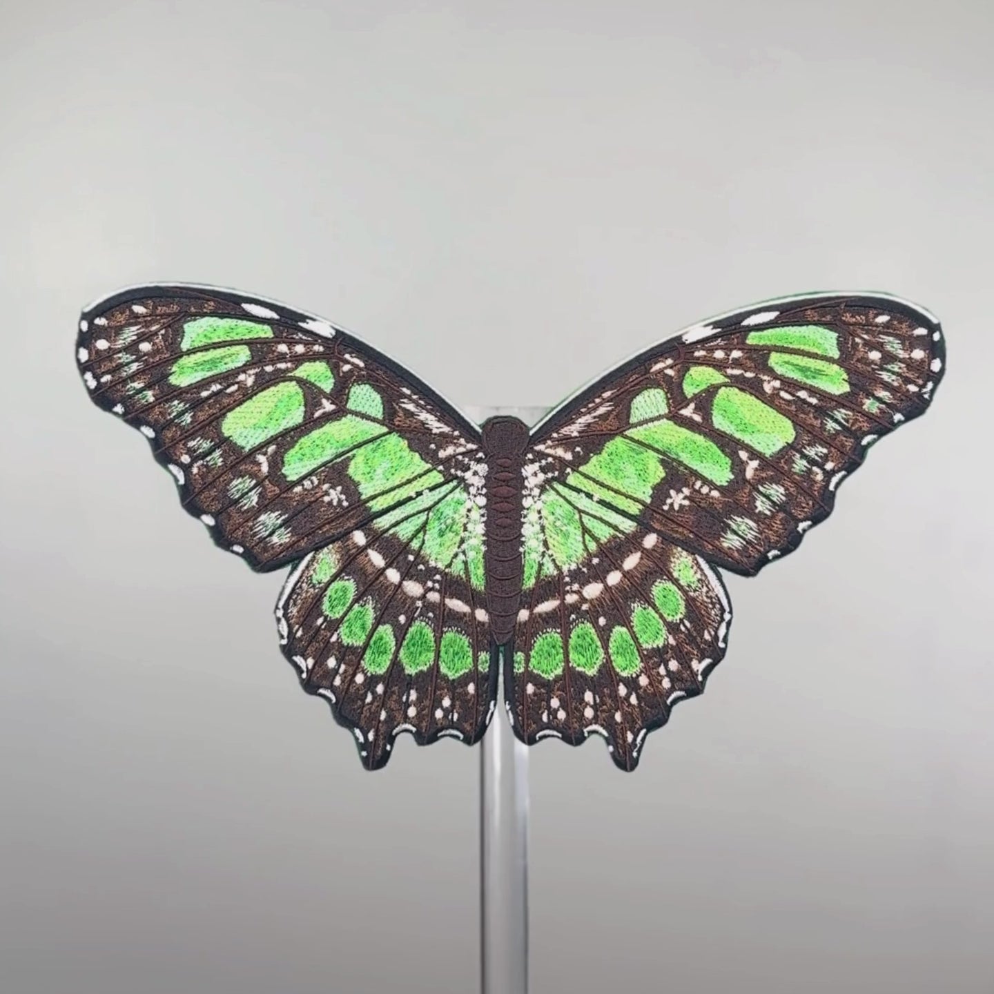 Malachite Butterfly 6
