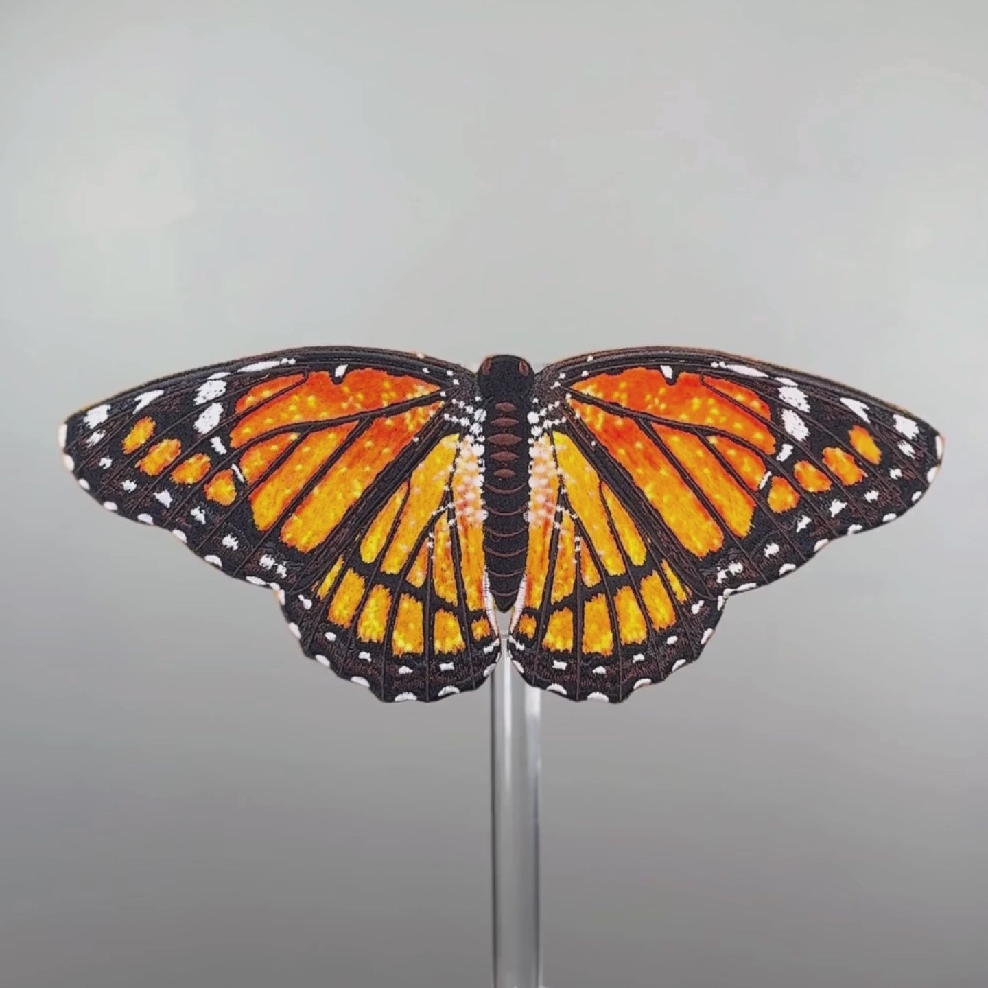 Load video: Viceroy Butterfly 6" through 12"
