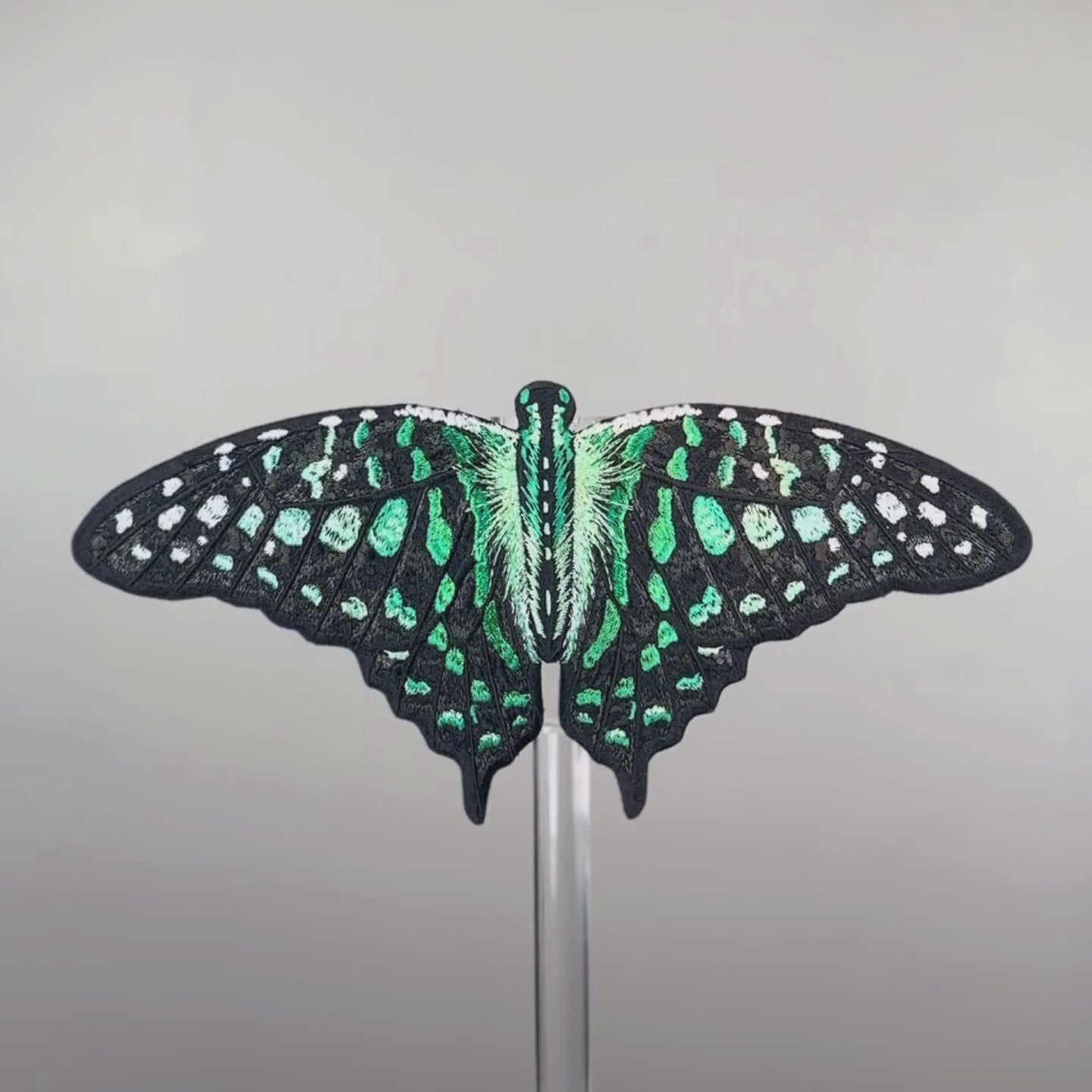 Load video: Tailed Jay Butterfly 6" through 12"
