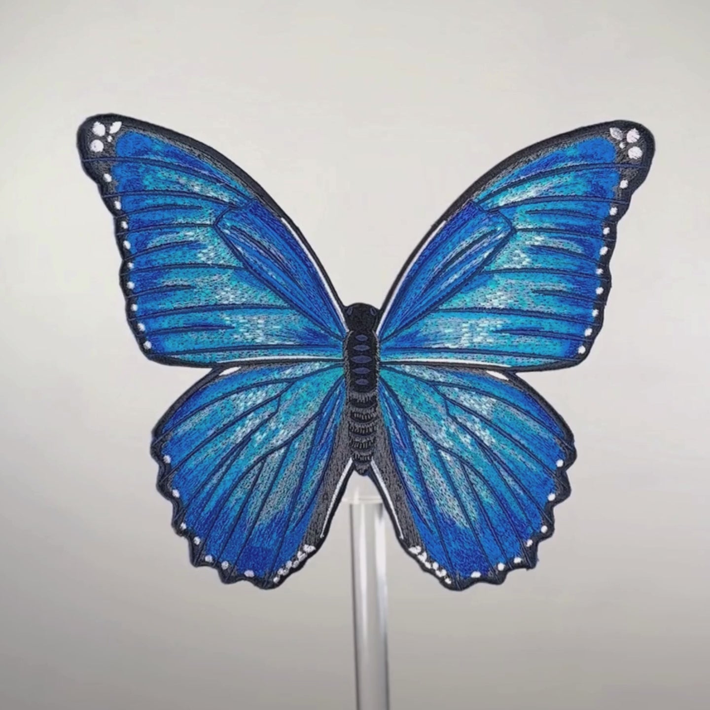 Load video: Morpho Butterfly 6" through 12"