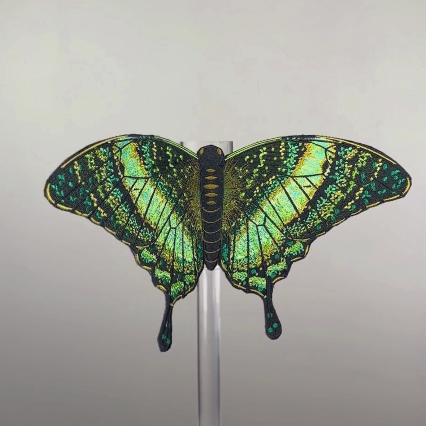 Load video: Emerald Swallowtail Butterfly 6" through 12"