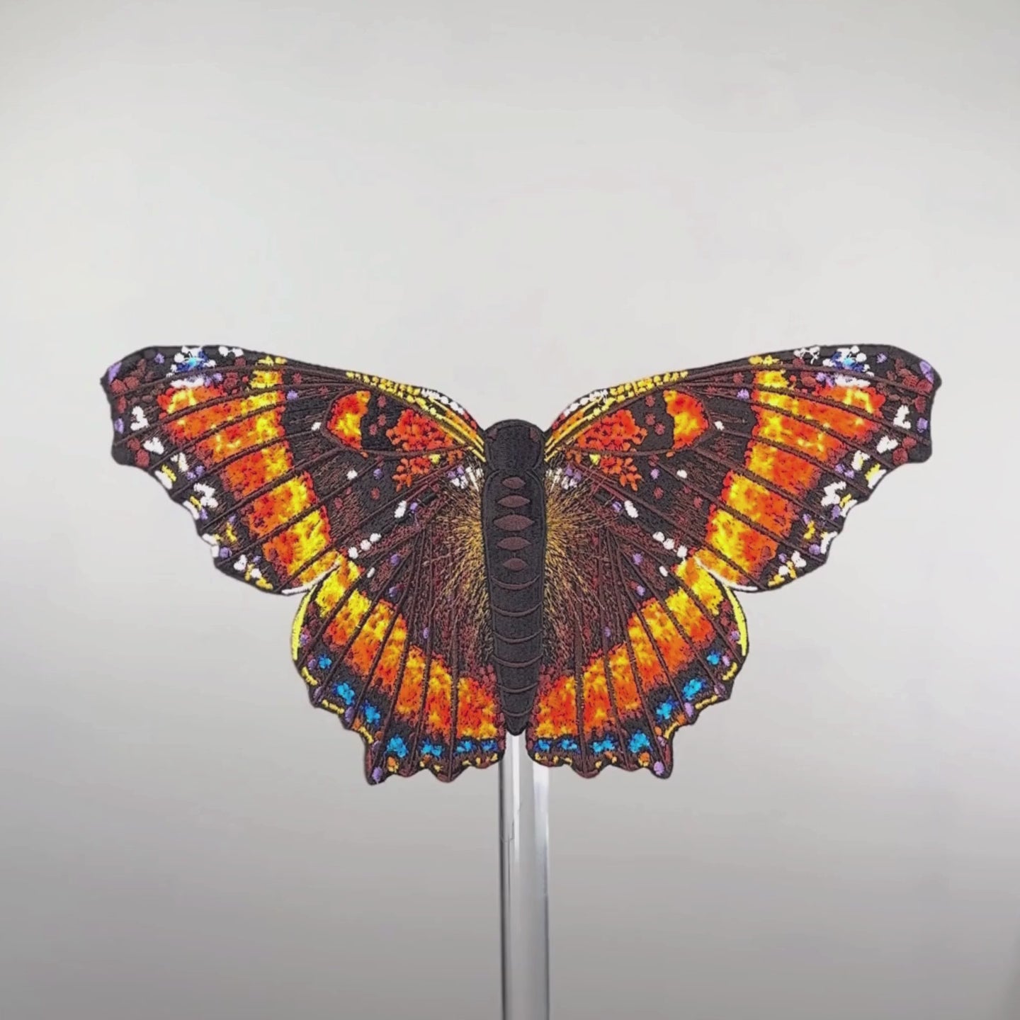 Milbert's Tortoiseshell Butterfly 6