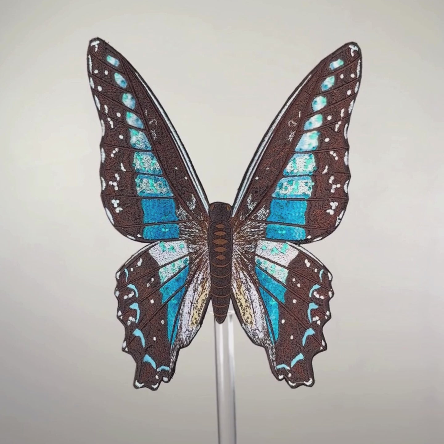 Load video: Blue Bottle Butterfly 6" through 12"