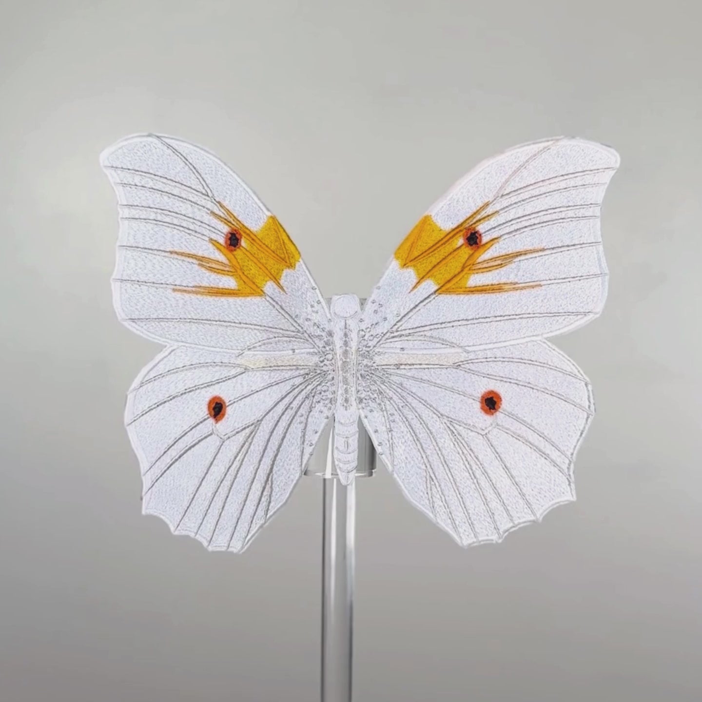 Load video: White Angel Butterfly 6" through 12"