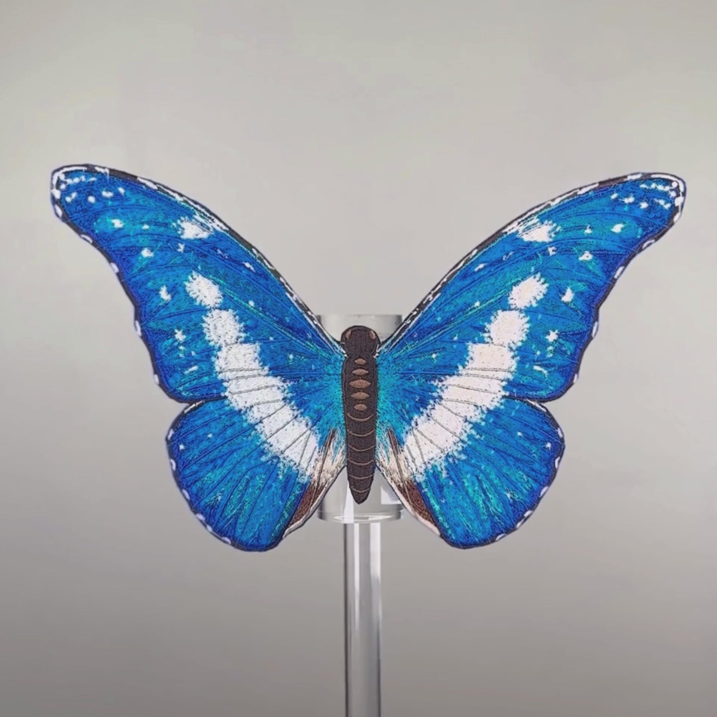 ヘレナモルフォ　120mm Blue Morpho Helena Butterfly 6